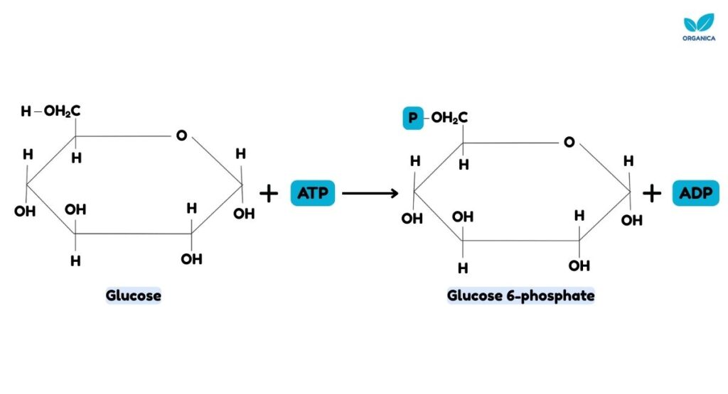 Glycolysis pathway