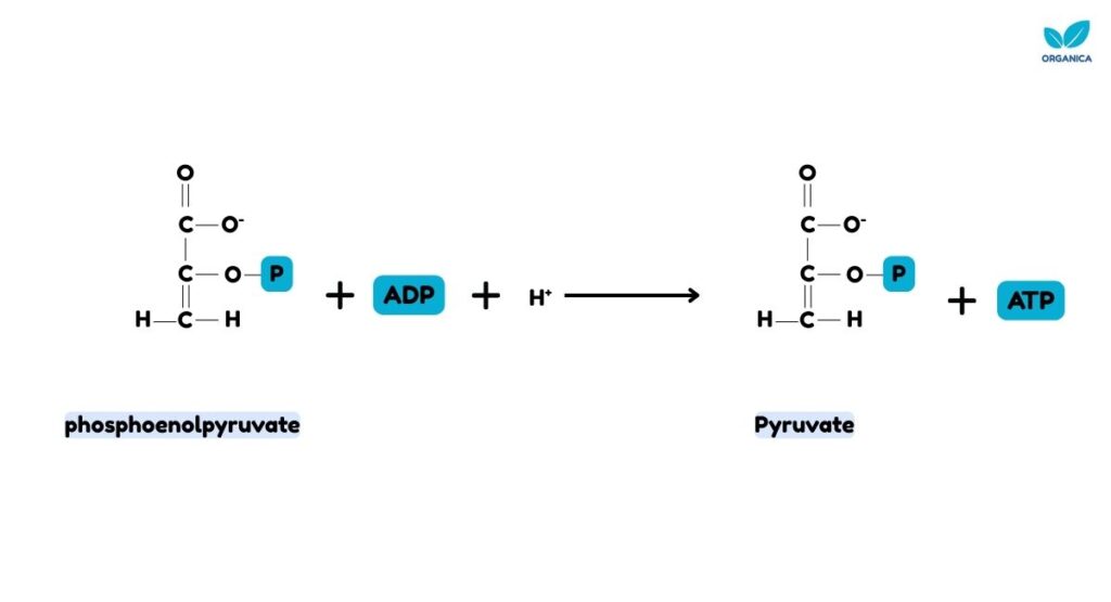 Pyruvate