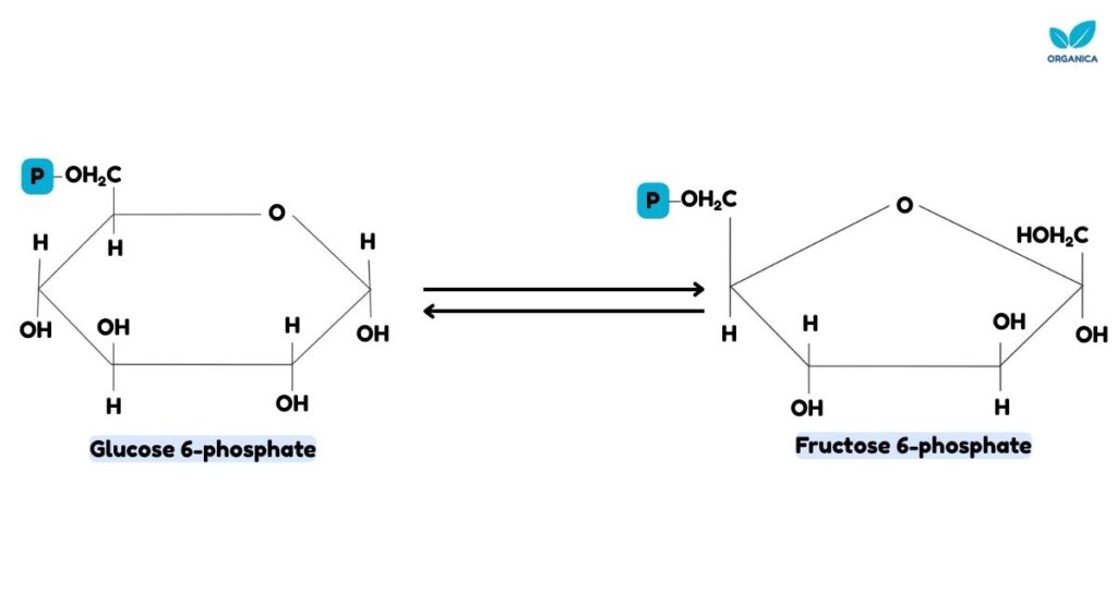 Glycolysis pathway