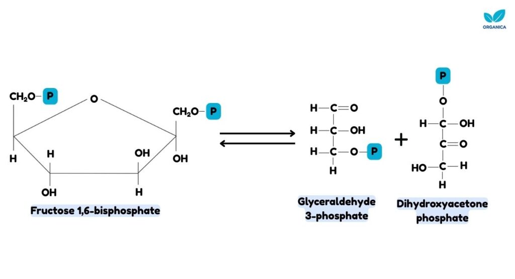 Glycolysis pathway