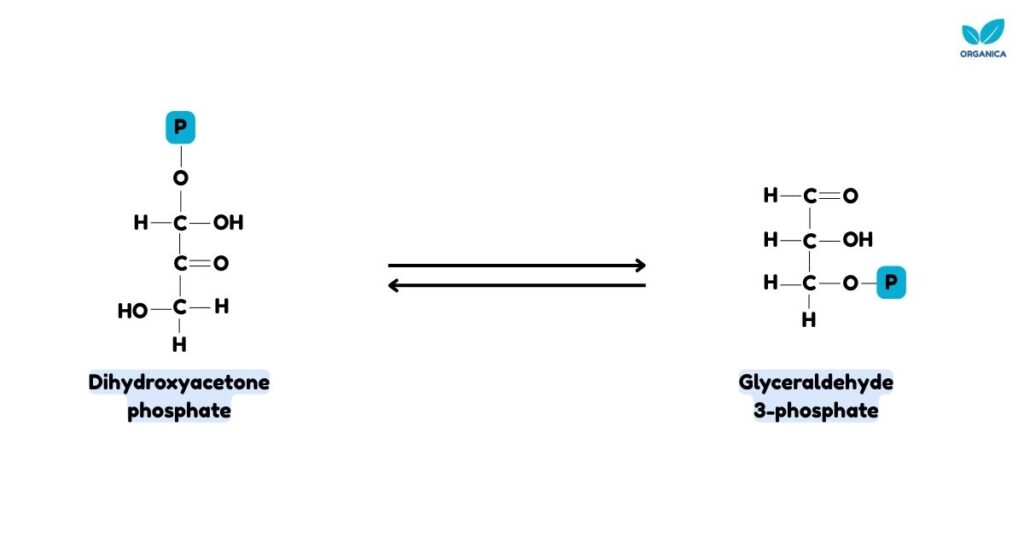 Glycolysis pathway