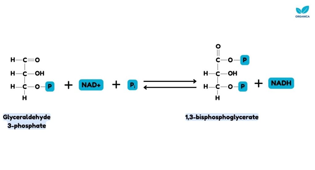 Glycolysis steps