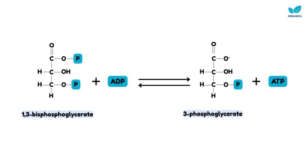 Glycolysis process