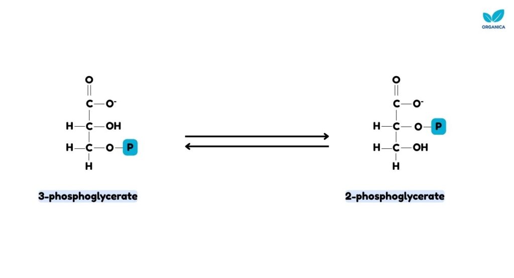 Glycolysis steps