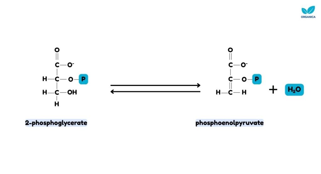 Glycolysis
