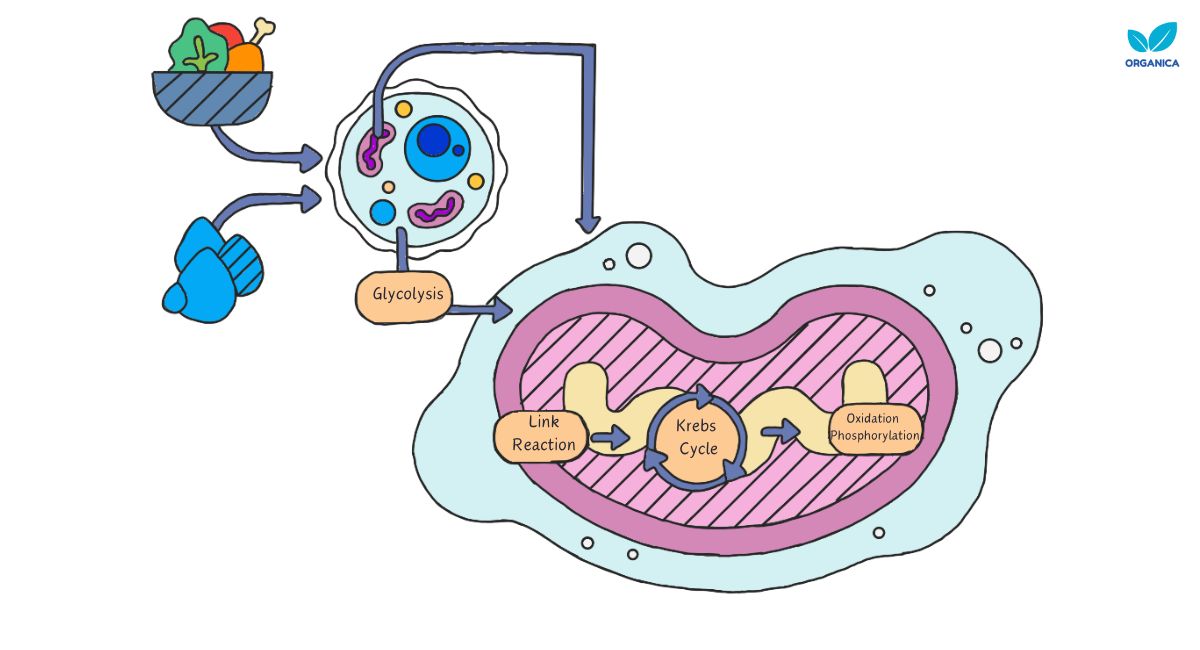 Aerobic respiration
