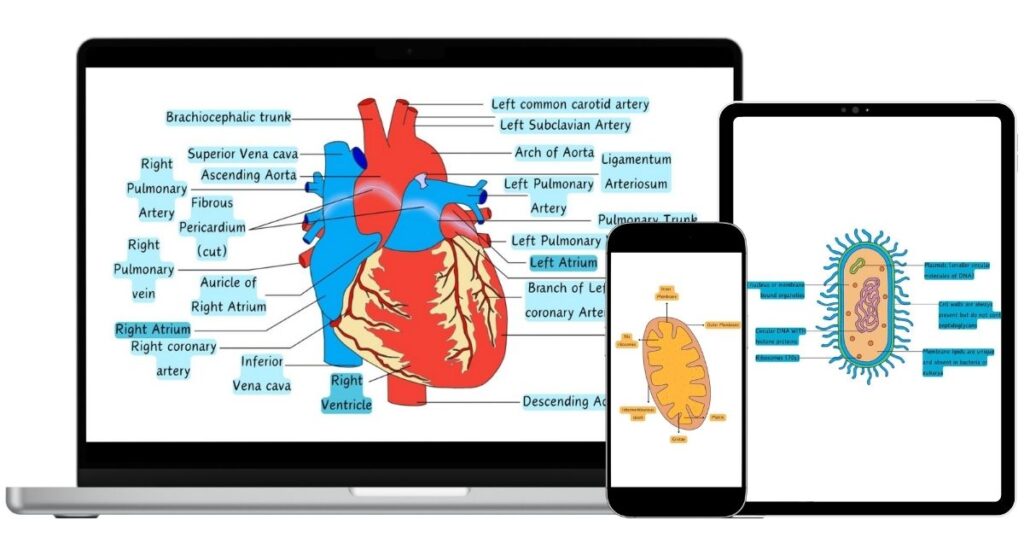 Biology and Medical Diagram
