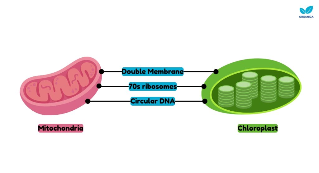 Mitochondria and chloroplast