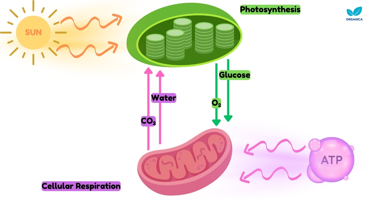 photosynthesis and cellular respiration