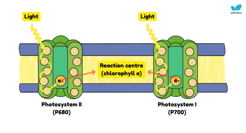 photosystem one and two