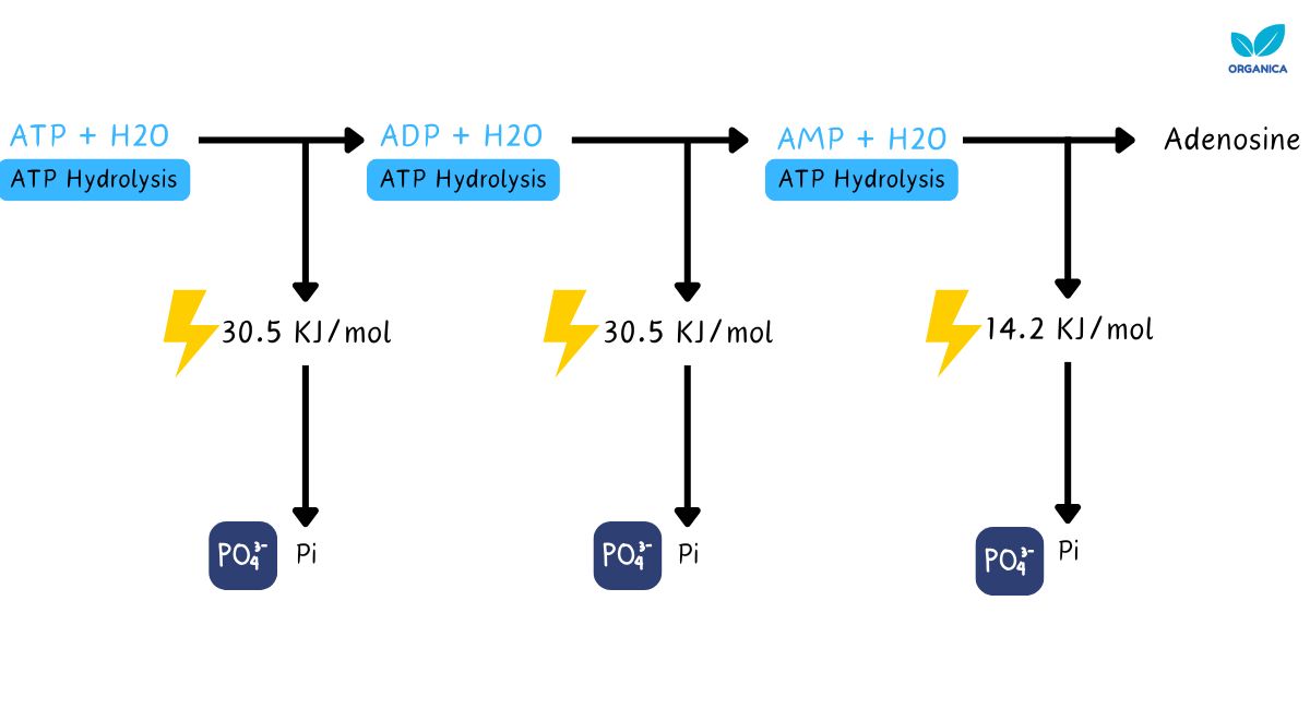 ATP hydrolysis