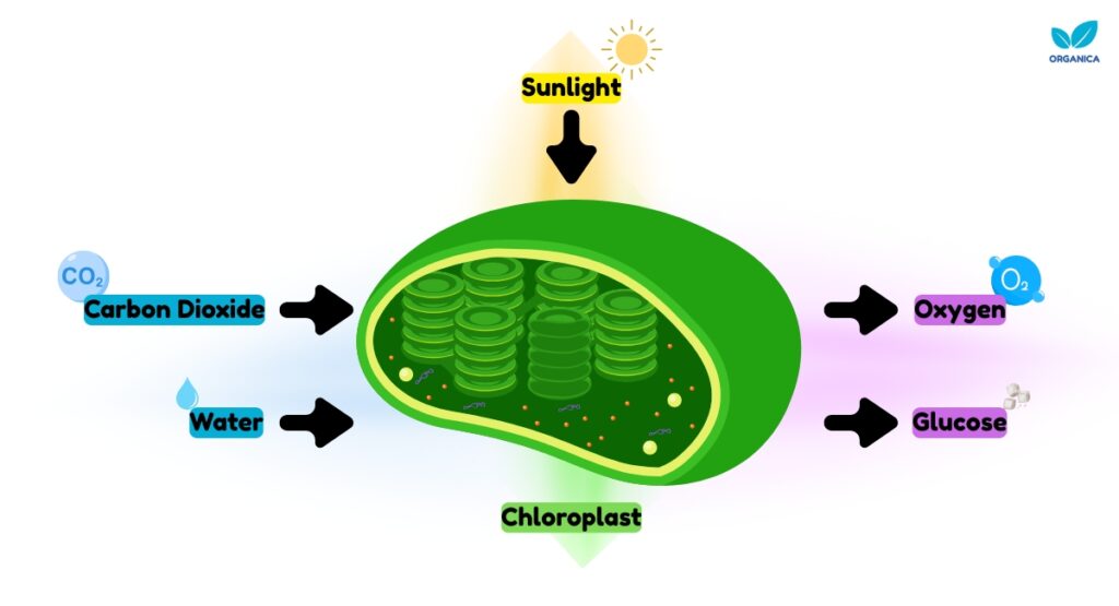 chloroplast function