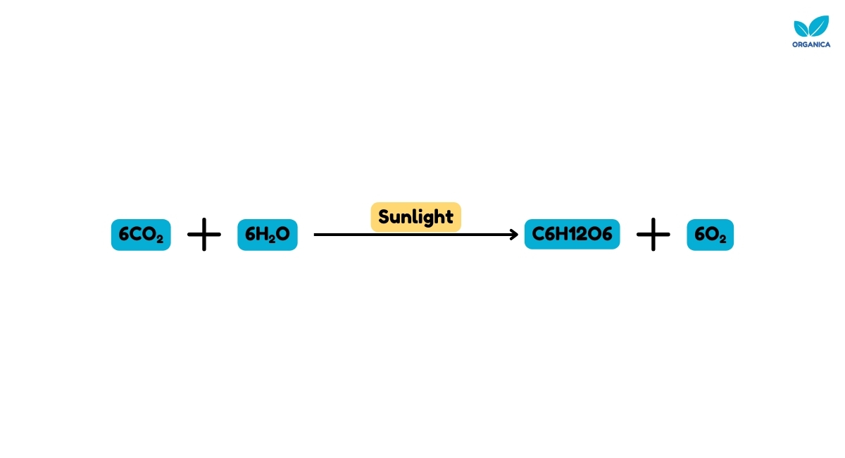 photosynthesis equation