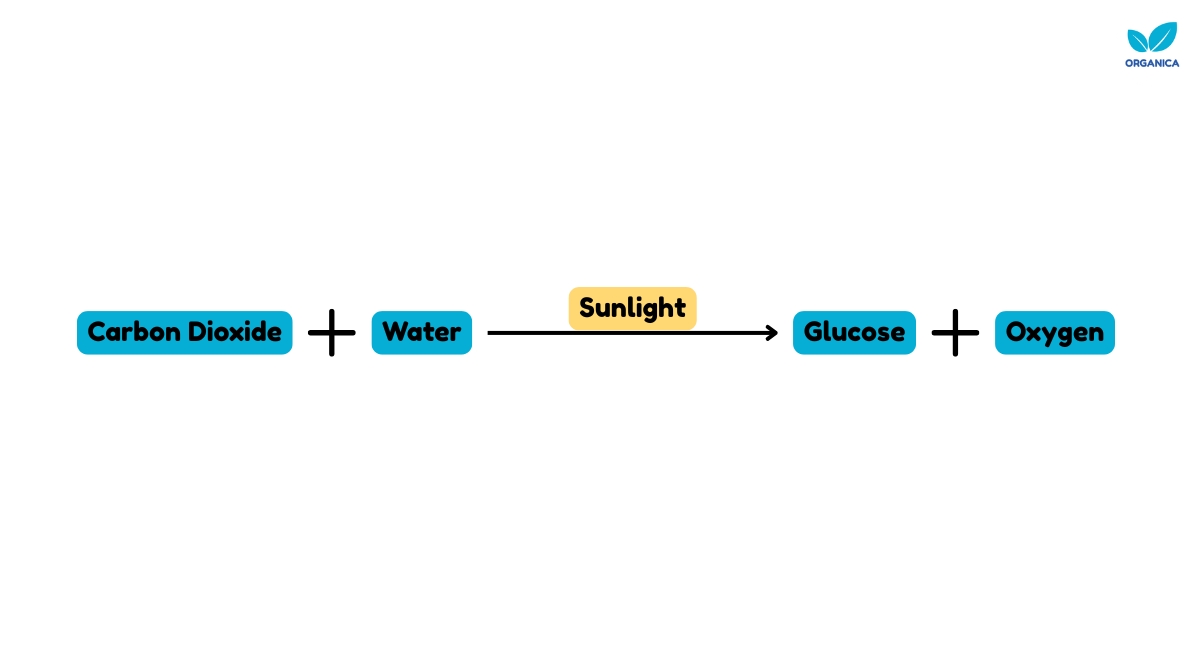 Photosynthesis word equation