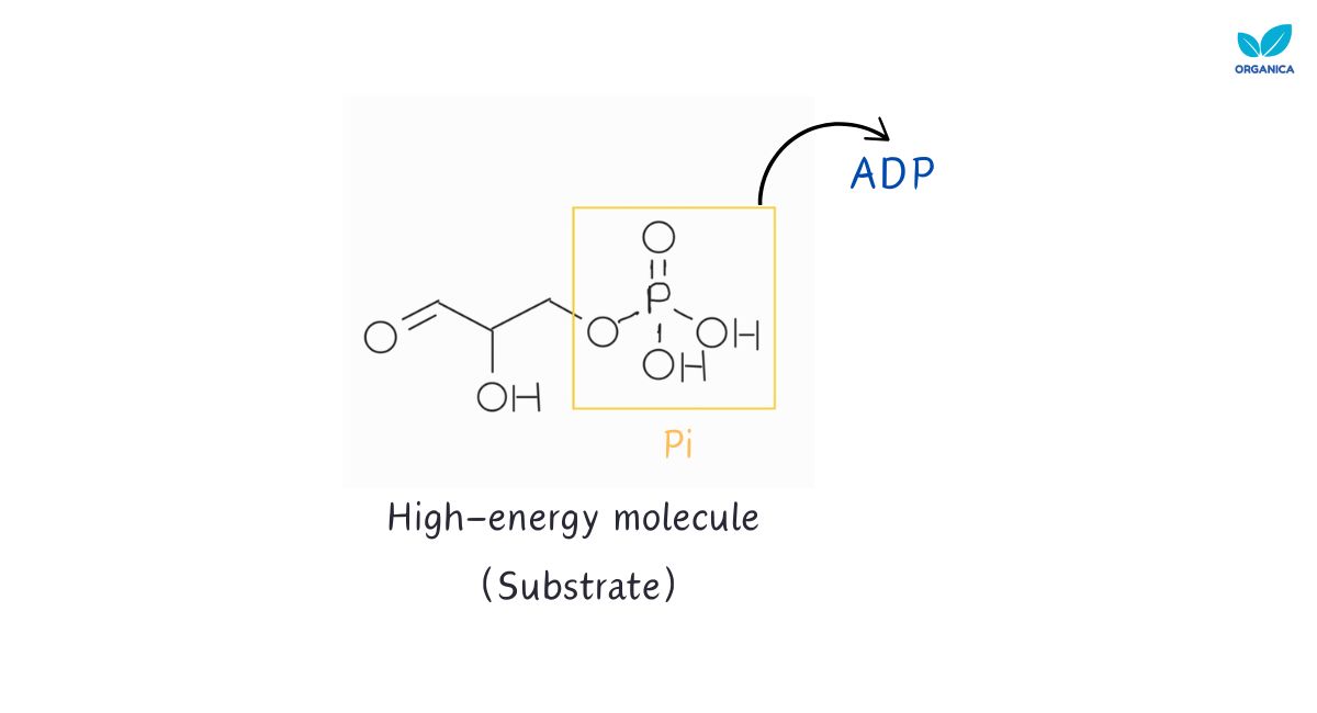 Substrate-level phosphorylation