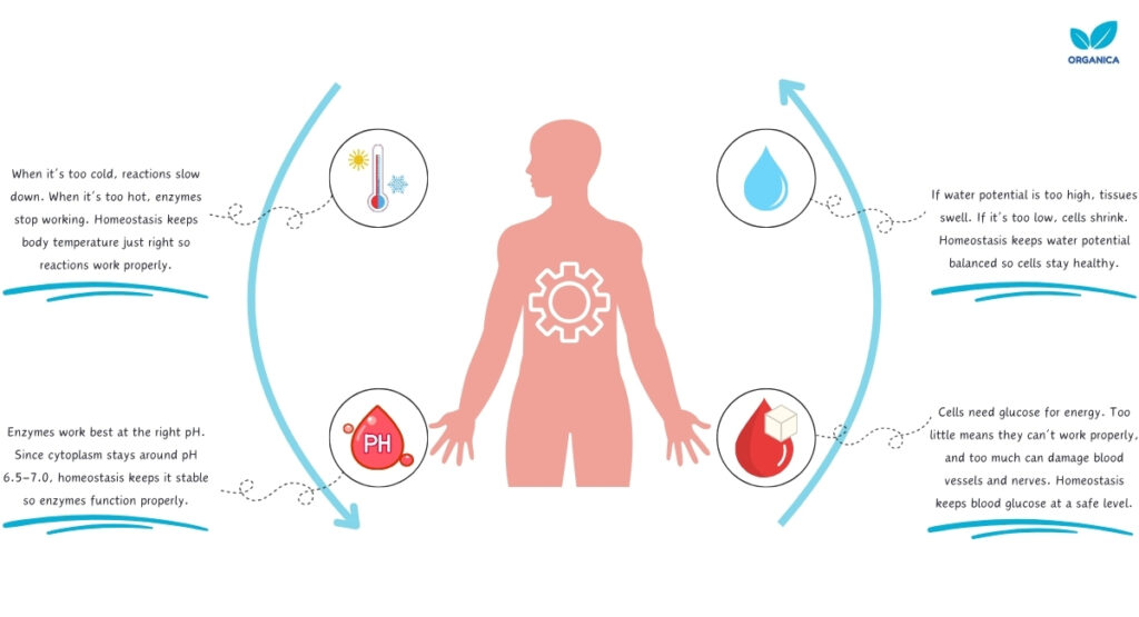 Homeostasis Definition