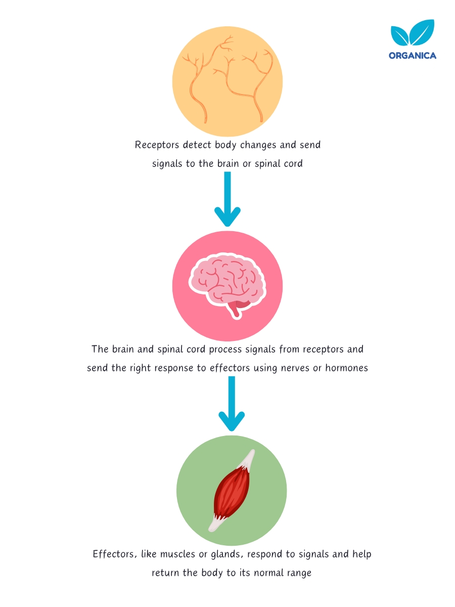 Homeostasis mechanism