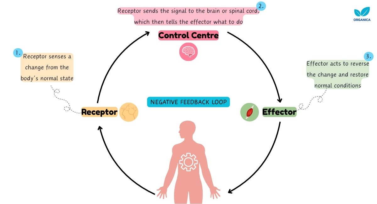 Negative feedback loop