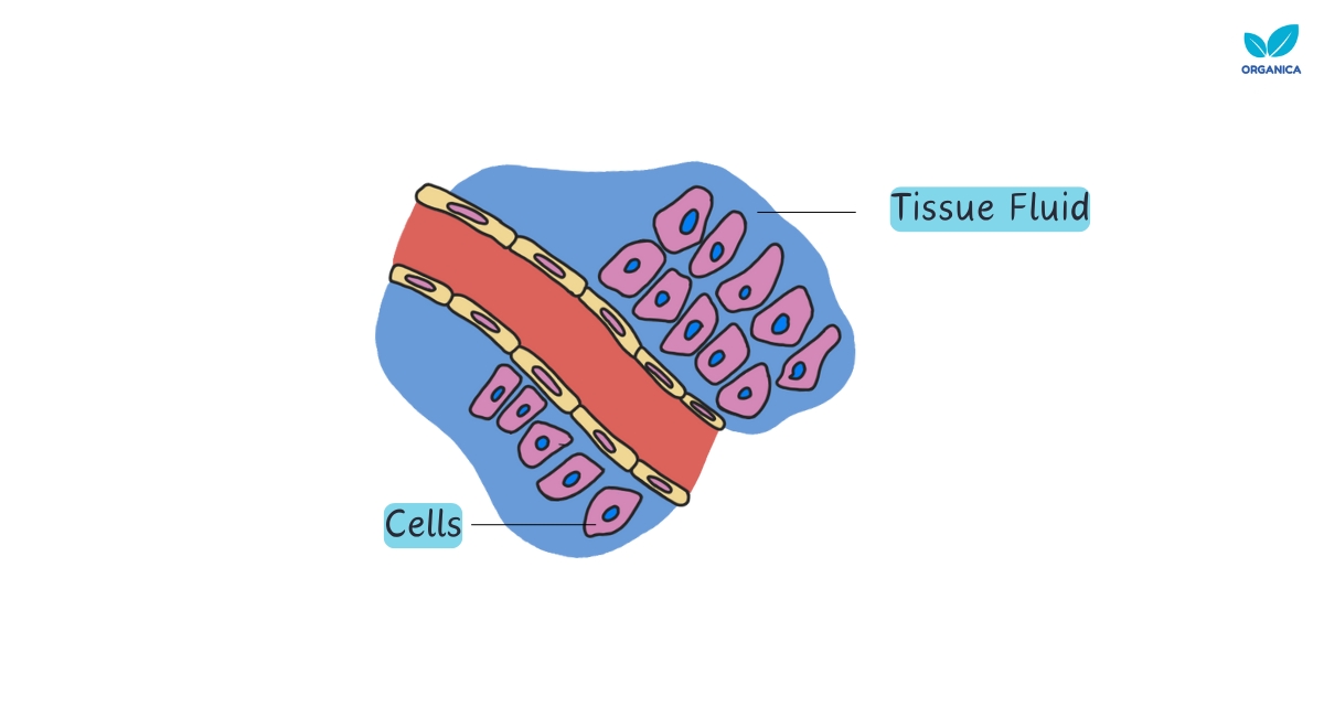 Tissue Fluid